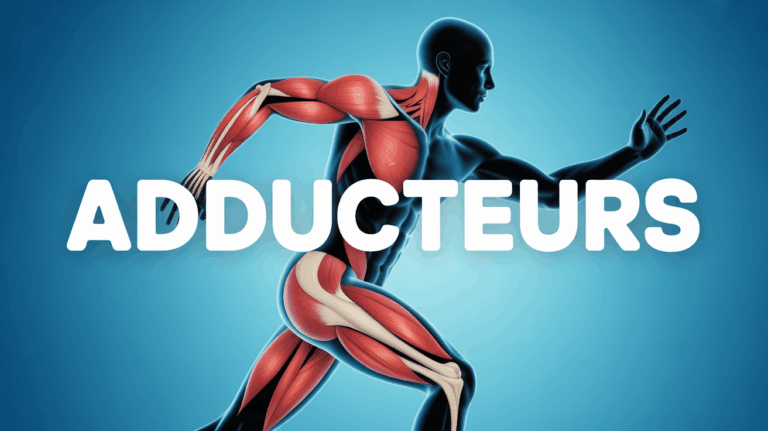 adducteurs muscles internes cuisse illustration medicale fond bleu